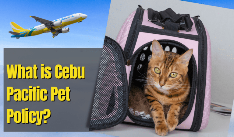 Cebu Pacific Pet Policy