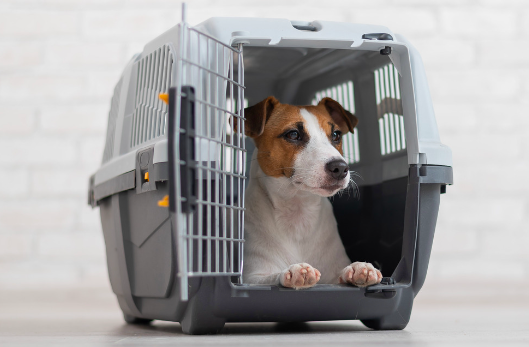 Cebu Pacific Pet Policy: Guidelines for Pet Carriers